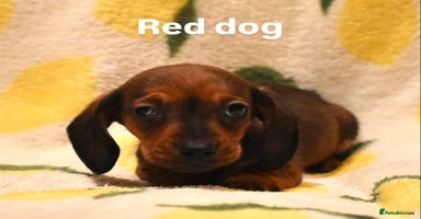 Miniature Dachshund dogs - Advert 12
