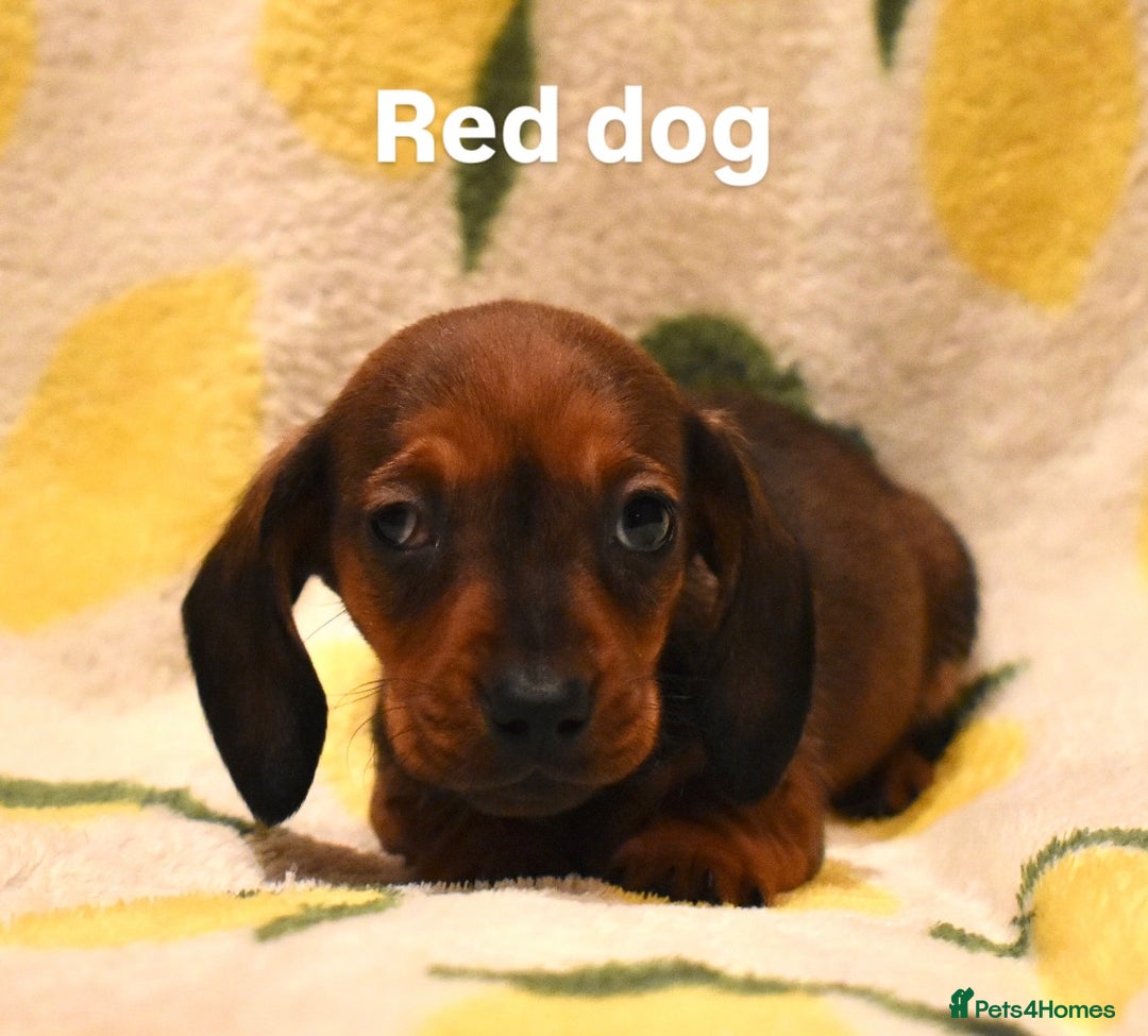 Miniature Dachshund dogs for sale: Beautiful Miniature Dachshund Pups - Image 2