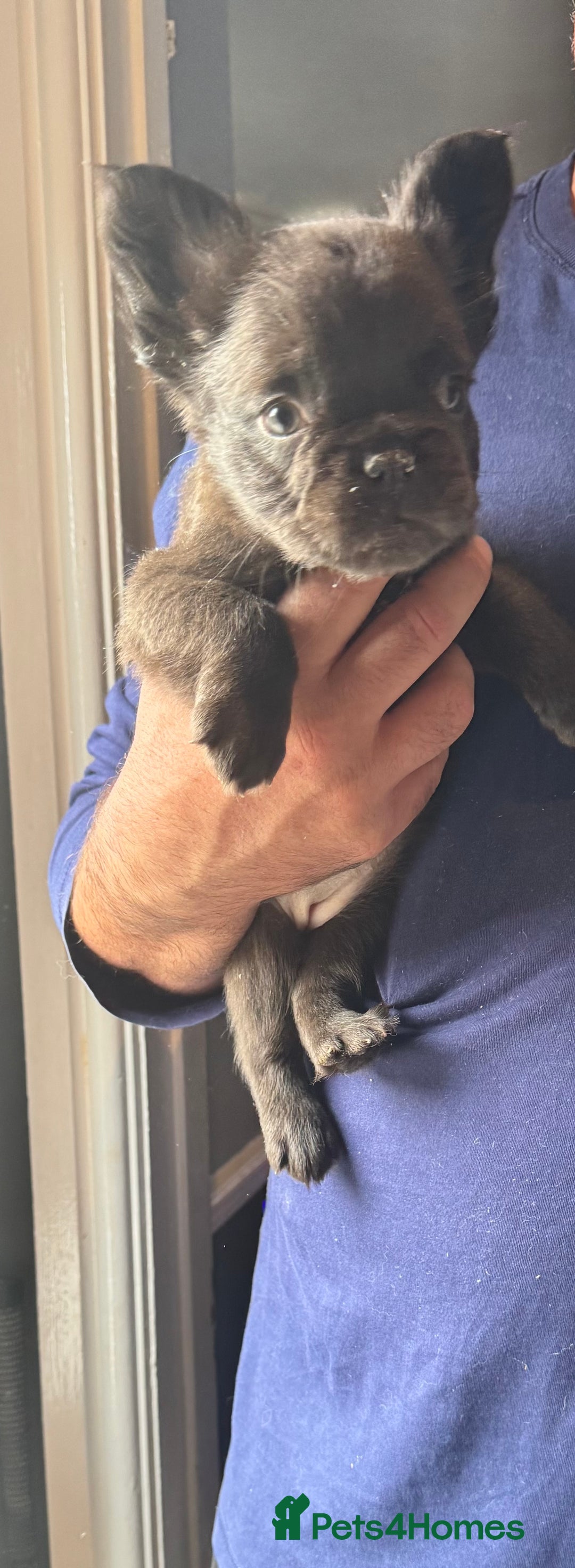 French Bulldog dogs for sale: Three beautiful French bulldogs  - Image 1