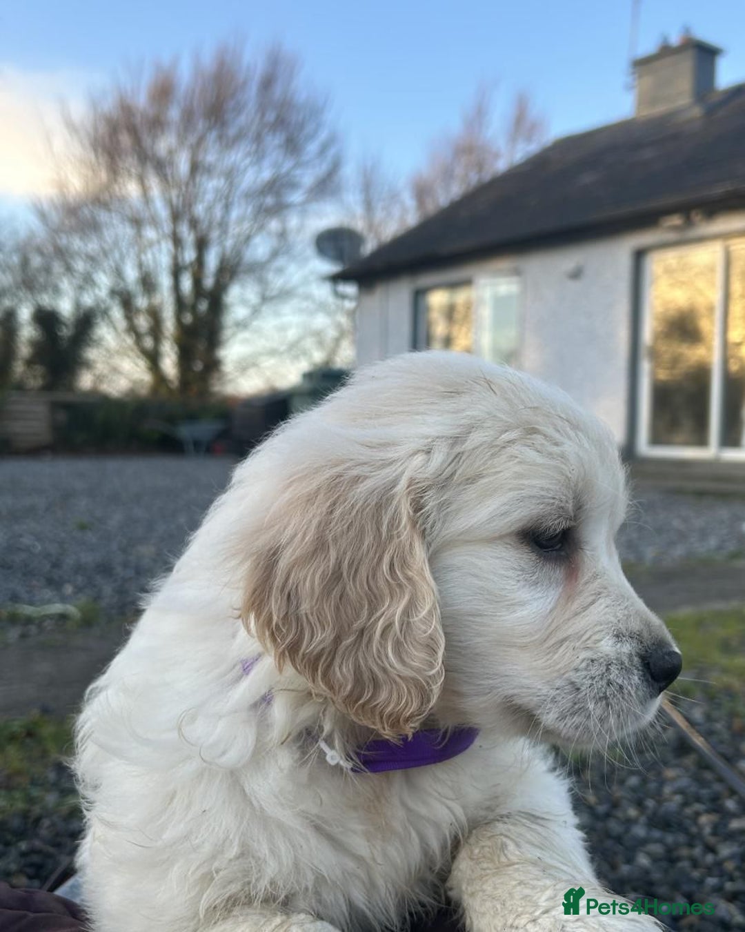 Golden Retriever dogs for sale: Adorable Golden Retriever Puppies Available - Advert 2