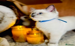 Ragdoll cats for sale: QUALITY GCCF RAGDOLLS KITTENS READY NOW  - Image 5