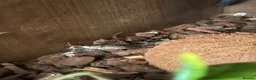 Corn Snake reptiles for sale: Corn snake  - Advert 5