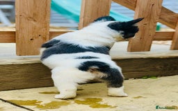 French Bulldog dogs for sale: Full Fluffy KC French bulldog Pupps 2 boys 1 girl  - Image 4
