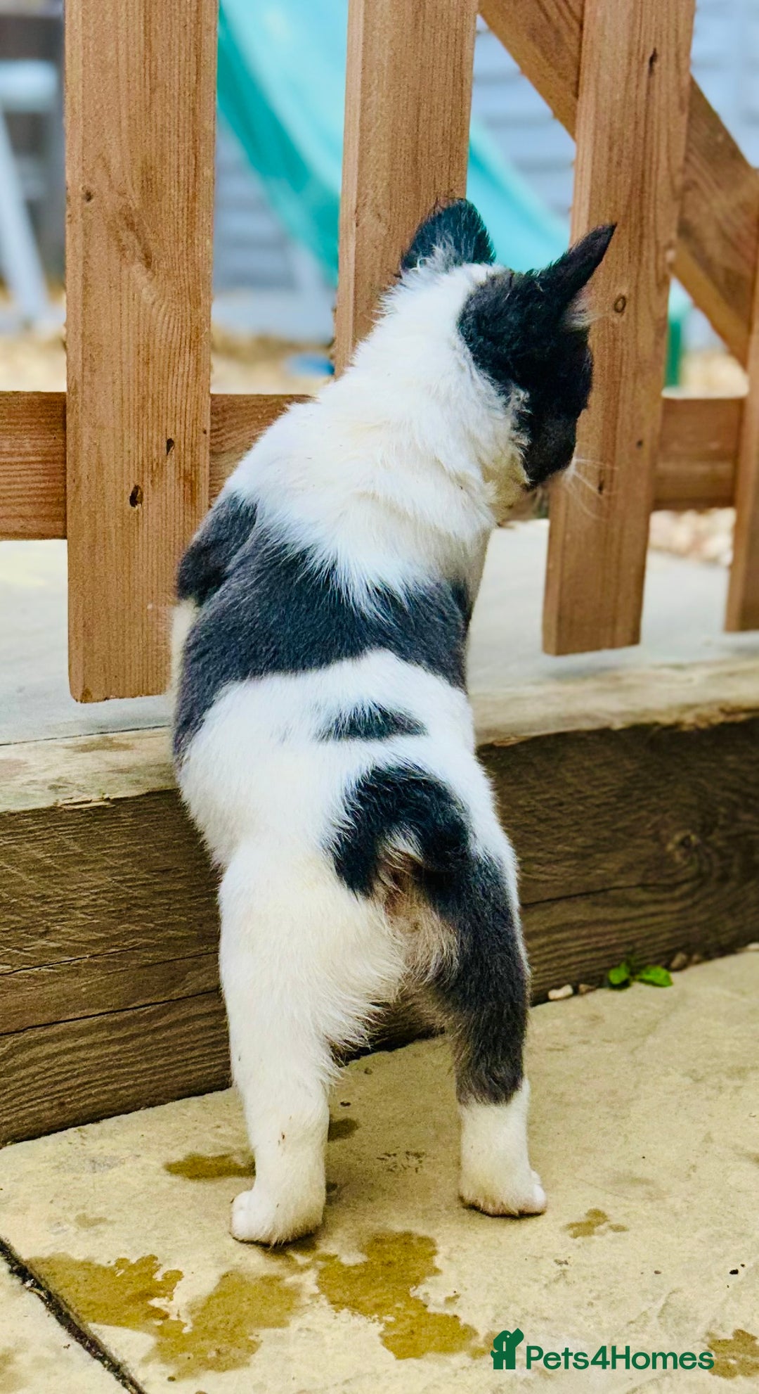 French Bulldog dogs for sale: Full Fluffy KC French bulldog Pupps 2 boys 1 girl  - Image 4