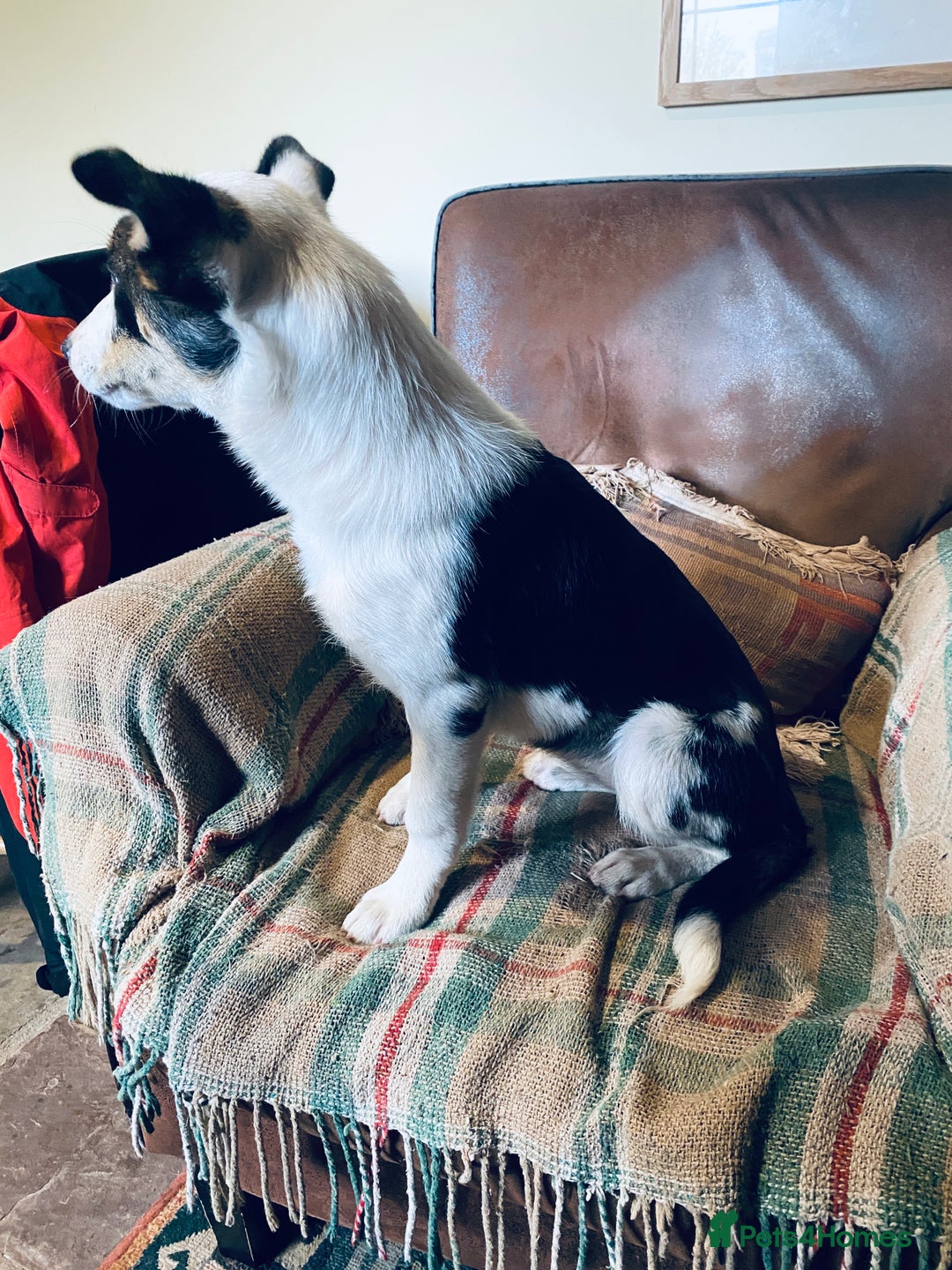 Border Collie dogs for sale: Merle collie pup - Image 4