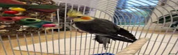 Cockatiels birds for sale: 15 month old male cockatiel - Advert 4