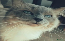Ragdoll cats for stud: Stud champion line GCCF and TICA  - Image 2