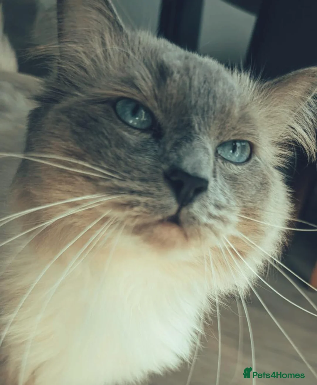 Ragdoll cats for stud: Stud champion line GCCF and TICA  - Advert 2