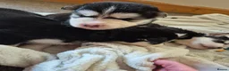 Mixed Breed dogs for sale: Alaskan malumute  x huskie - Advert 13