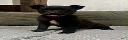 Mixed Breed dogs for sale: Lovely border collie cross girl in Ruthin - Advert 2