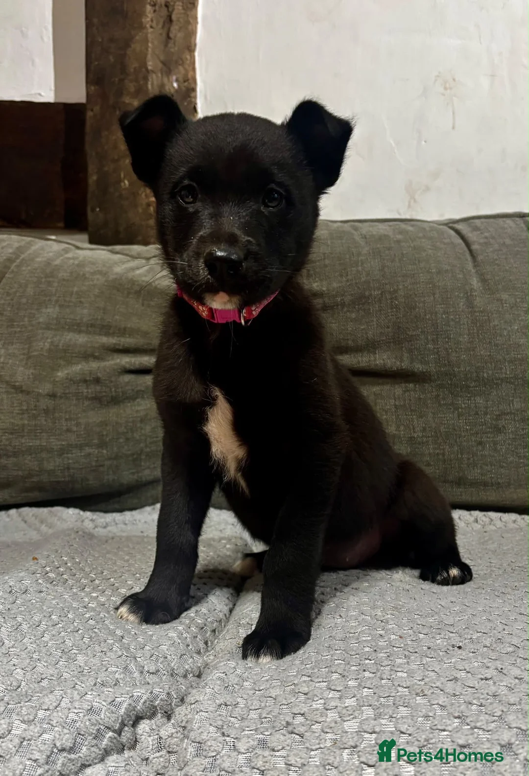 Mixed Breed dogs for sale: Lovely border collie cross girl in Ruthin - Advert 2