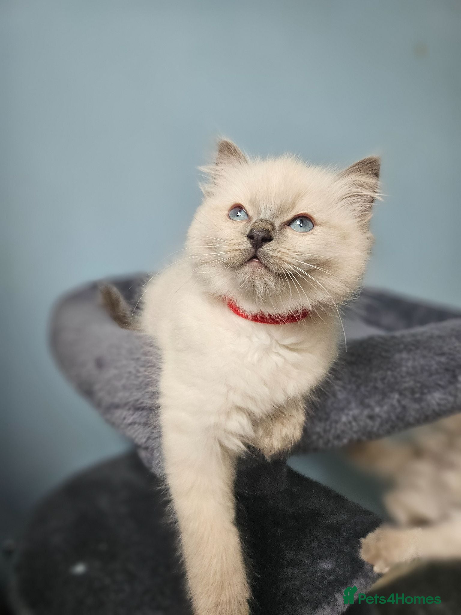 Ragdoll cats ❤️1 BOY Ragdoll KITTEN looking new home 🏡❤️  - Advert 11