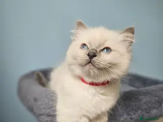 Ragdoll cats ❤️1 BOY Ragdoll KITTEN looking new home 🏡❤️ - Advert 11
