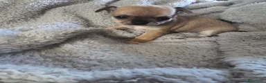 Chihuahua 4