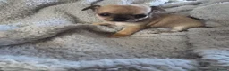 Chihuahua dogs for sale: Chihuahua puppies  - Advert 4