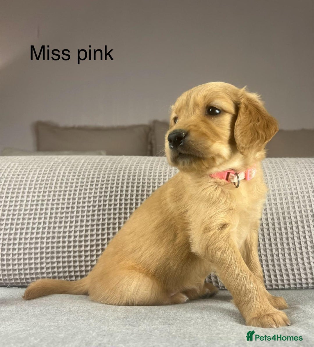 Golden Retriever dogs for sale: KC GOLDENS FROM HIP ELBOW DNA GOOD LINEAGE - Advert 9