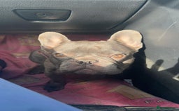 French Bulldog dogs for sale: Female French bulldog  - Image 1