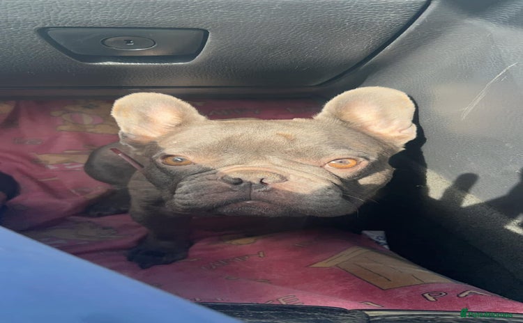 French Bulldog dogs - Advert 3