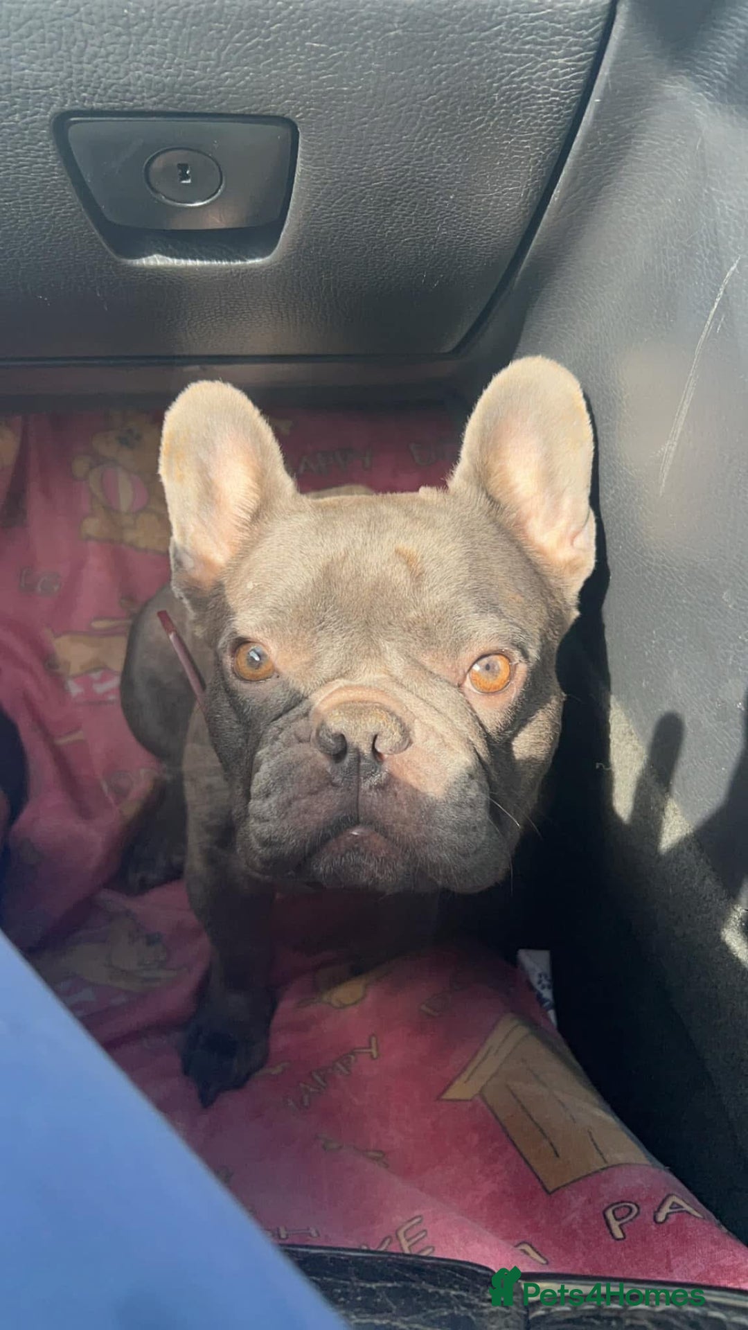 French Bulldog dogs for sale: Female French bulldog  - Image 1