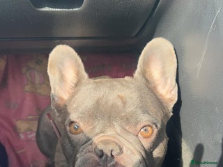 French Bulldog dogs - Advert 5