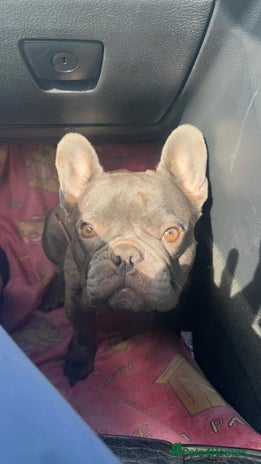 French Bulldog dogs - Advert 3