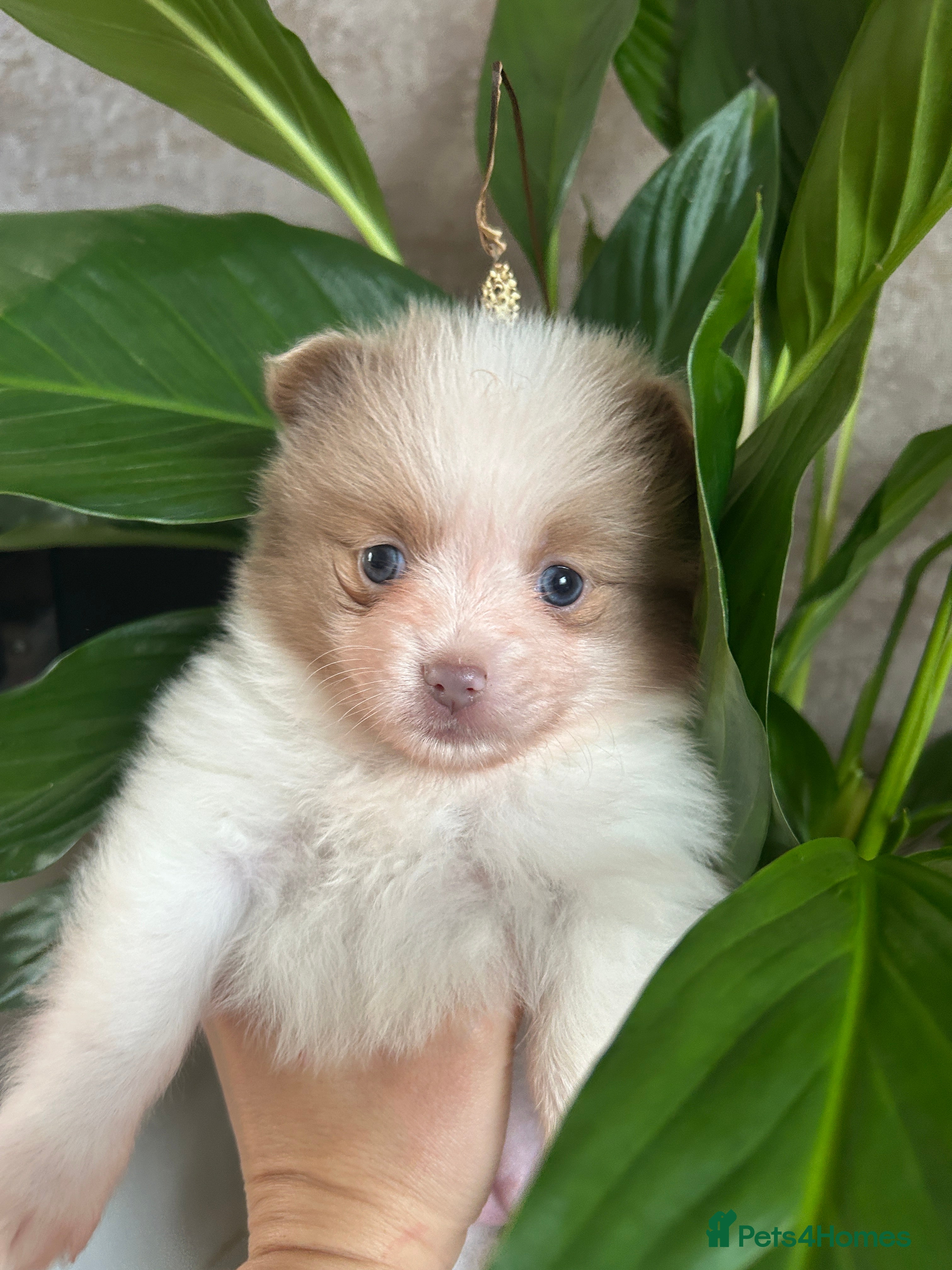 Pomeranian dogs LAST ONE Kc rainbow 🌈 Pomeranians  - Advert 1