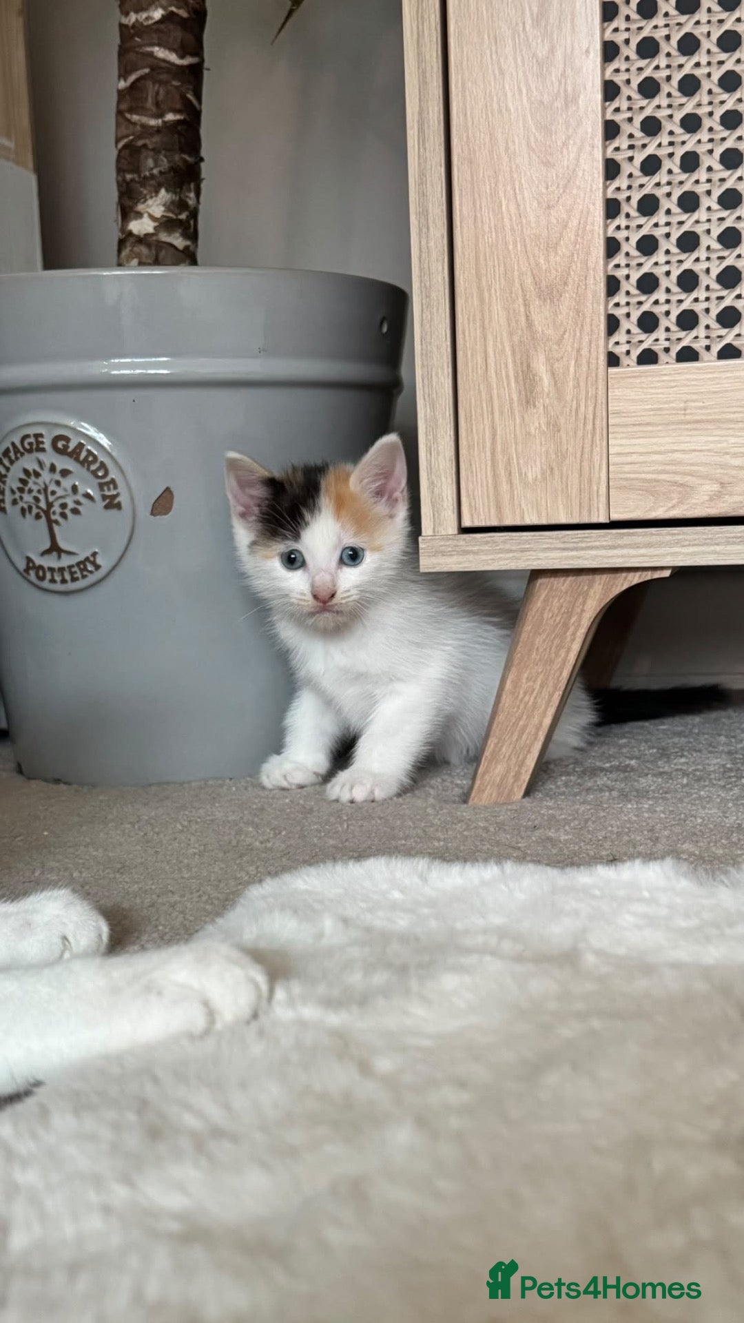 Mixed Breed cats Rag Doll Mixed Breed  - Advert 6