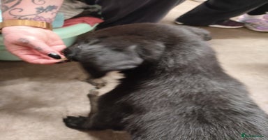 Mixed Breed dogs - Advert 8