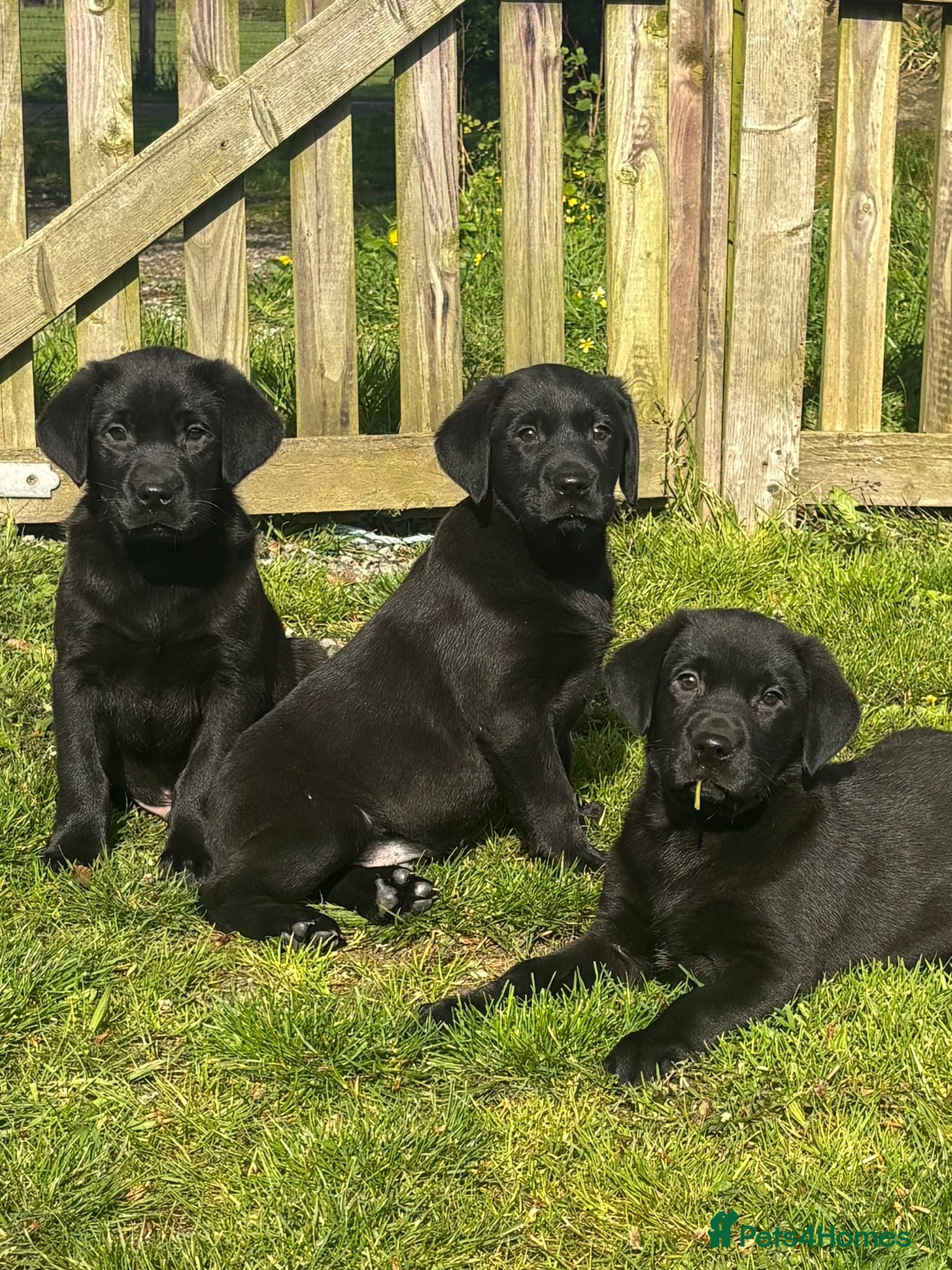 Labrador Retriever dogs Beautiful Labrador Puppies - Advert 1