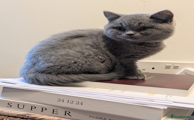 British Shorthair cats - Advert 15