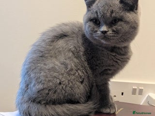 British Shorthair cats for sale: BSH Blue kitten, 1 girl, ready now! - Advert 1