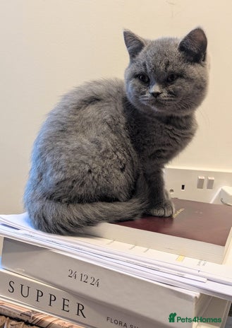 British Shorthair cats - Advert 15