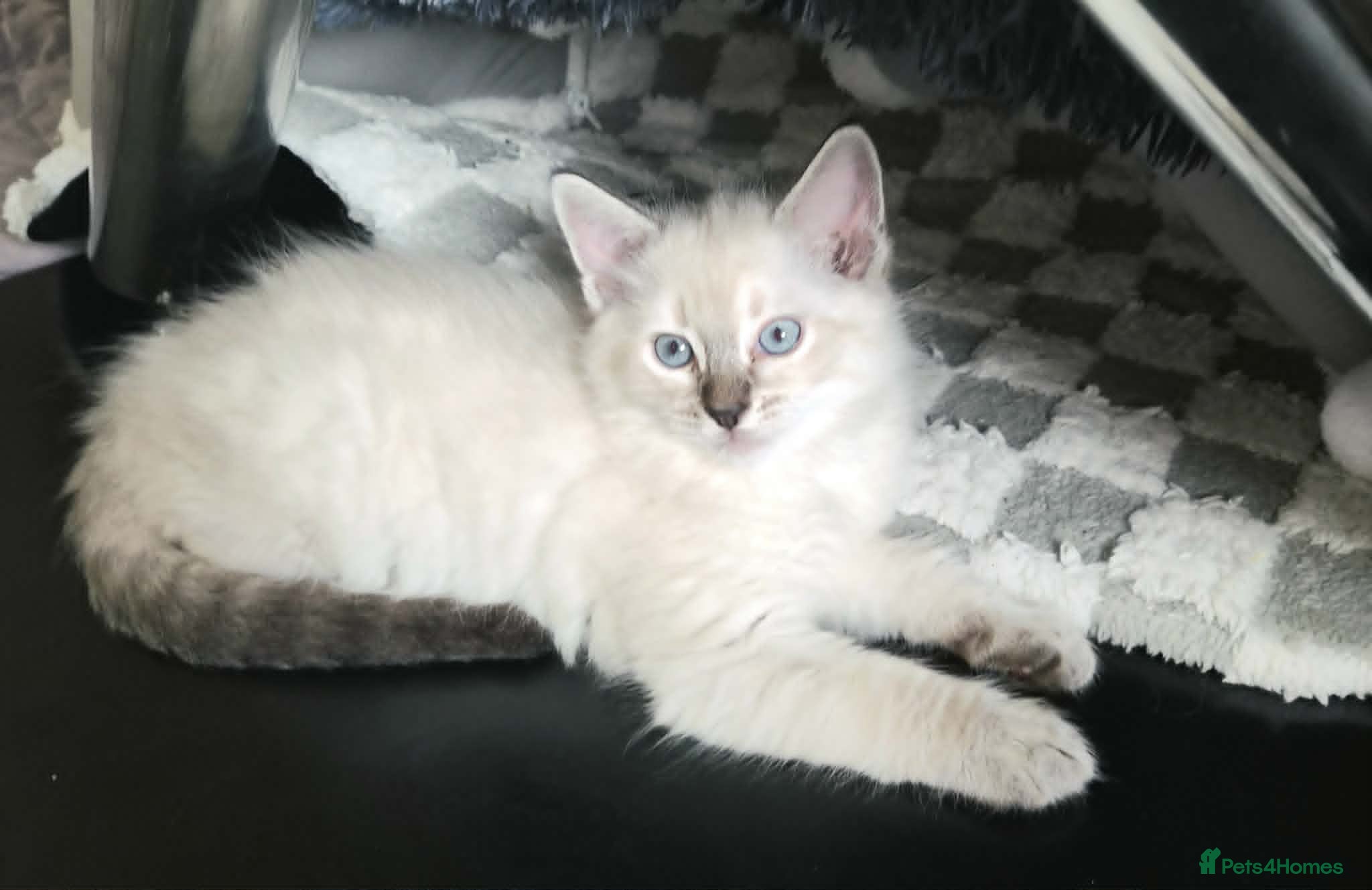 Ragdoll cats  Ragdoll Kittens –  - Advert 2