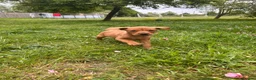 Mixed Breed dogs for sale: 8 beautiful red Vizslador puppies vizsla Labrador  in Ipswich - Advert 3
