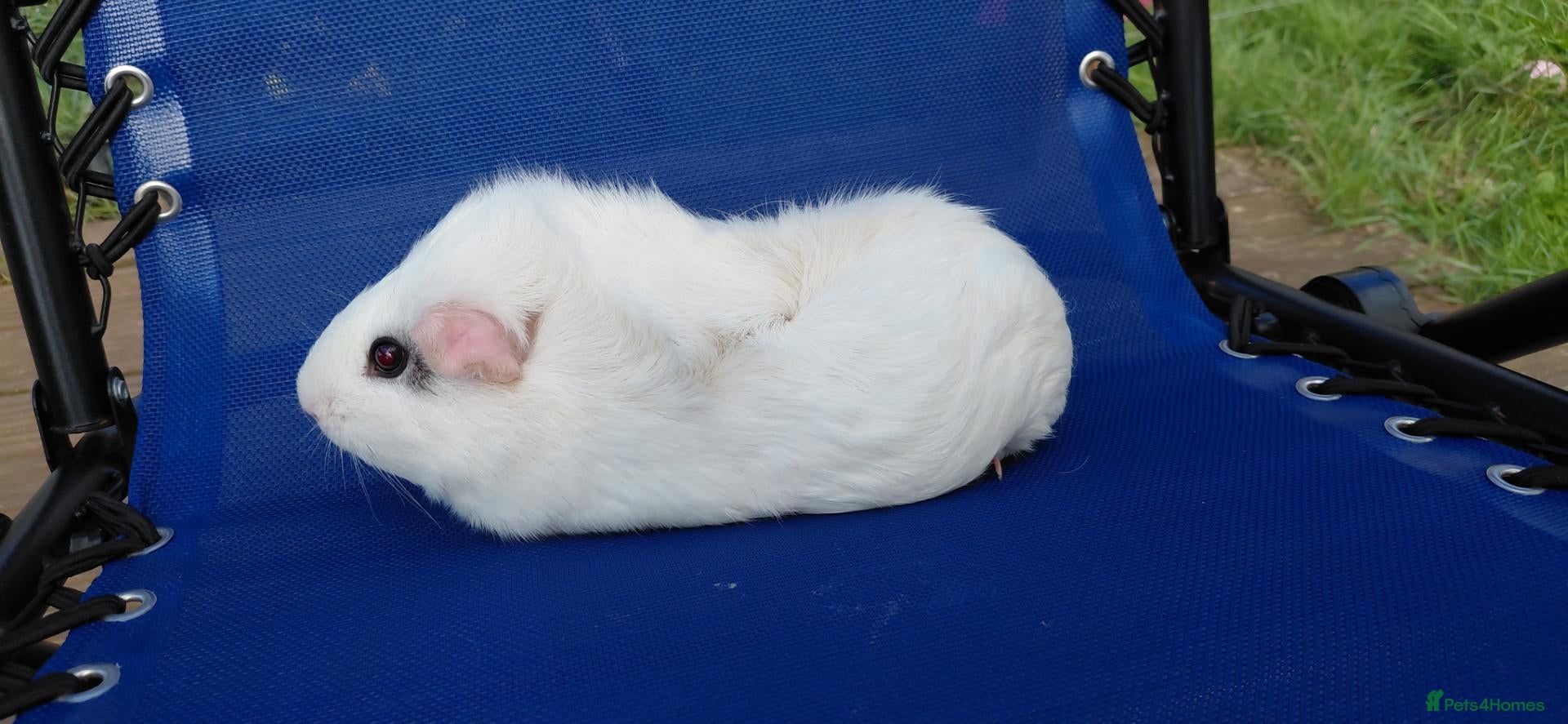Guinea Pig rodents 2 adults female guinea pigs and hutch - Advert 1