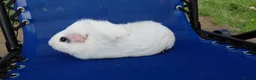 Guinea Pig rodents for sale: 2 adults female guinea pigs and hutch - Advert 1