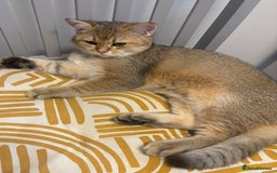 British Shorthair cats for sale: British shorthair Golden  Boy - Image 7