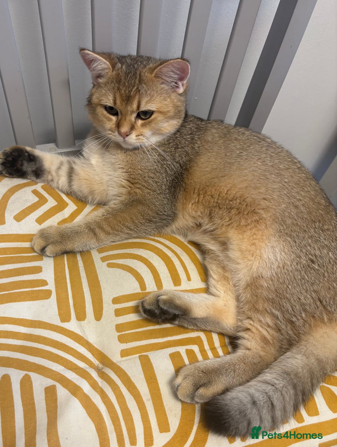 British Shorthair cats for sale: British shorthair Golden  Boy - Image 7