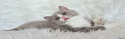 British Shorthair cats for sale: Stunning British shorthair kittens  - Advert 16
