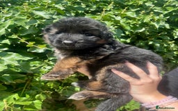 German Shepherd dogs for sale: German Shepard Long haired puppies - Image 24