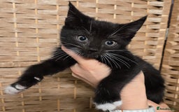 Maine Coon cats for sale: Beautiful Mainecoon kittens  - Advert 6