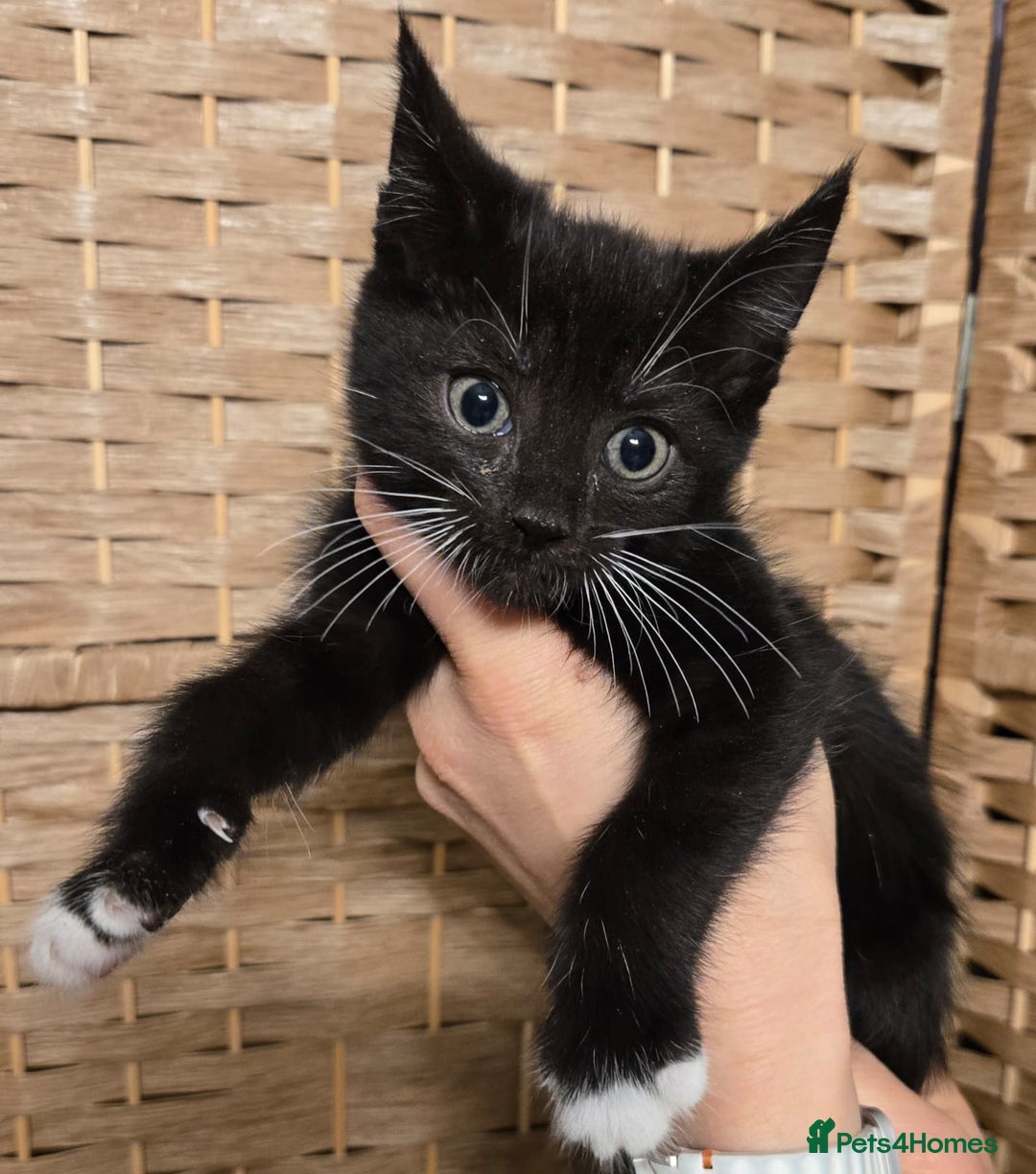 Maine Coon cats for sale: Beautiful Mainecoon kittens  - Advert 6