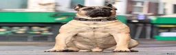 Presa Canario dogs for sale: Purebred Presa canario puppies for sale  - Advert 7