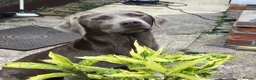 Labrador Retriever dogs for sale: Working Labrador Puppies in Warwick - Advert 1