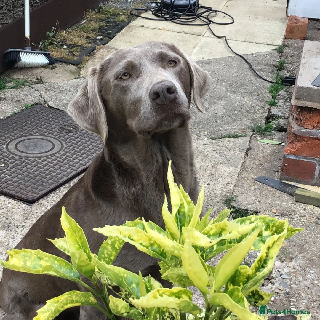 Labrador Retriever dogs for sale: Working Labrador Puppies in Warwick - Advert 1