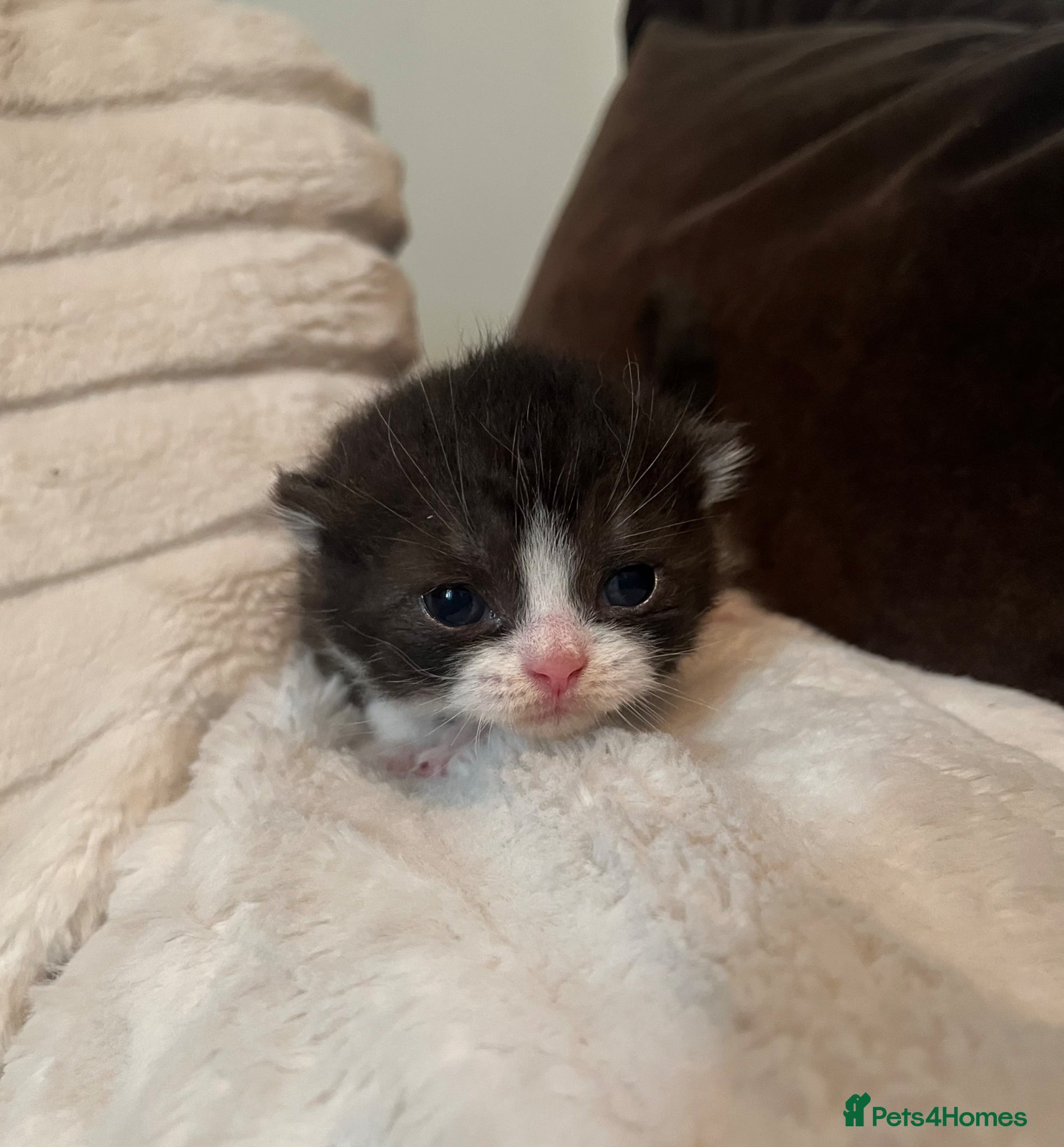 Scottish Fold cats Super Special Scottish fold babies - reg. pedigree - Advert 20