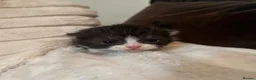 Scottish Fold cats for sale: Super Special Scottish fold babies - reg. pedigree - Advert 3