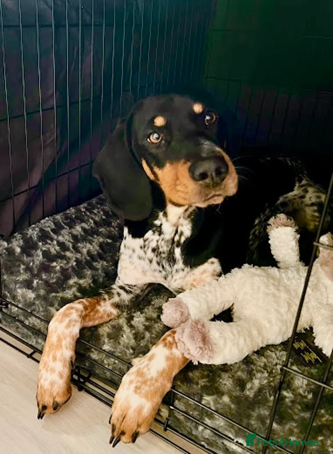 Mixed Breed dogs for adoption: 🌟 ENZO — A Loving, Playful Blue Tick Hound 🌟 in Colchester - Advert 2