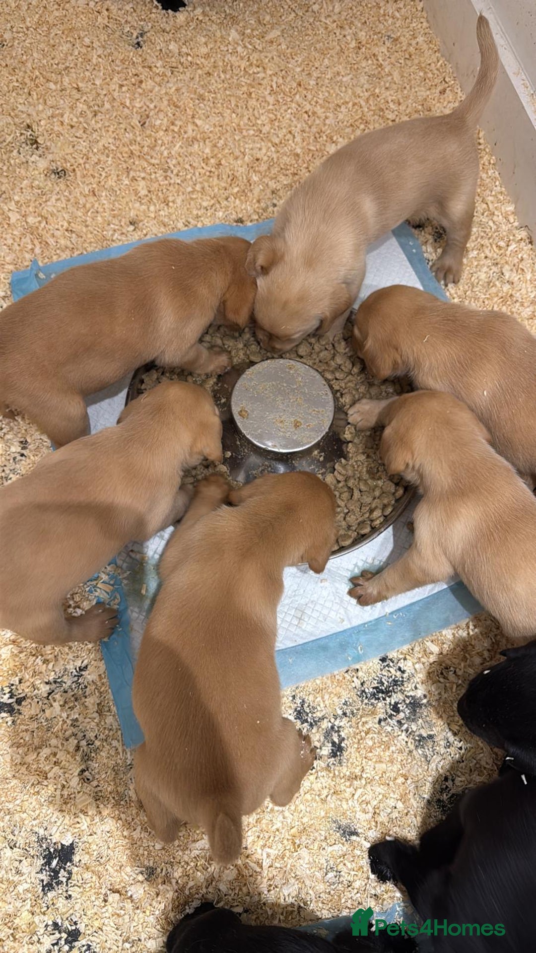 Labrador Retriever dogs for sale: beautiful litter of labradors - Image 1