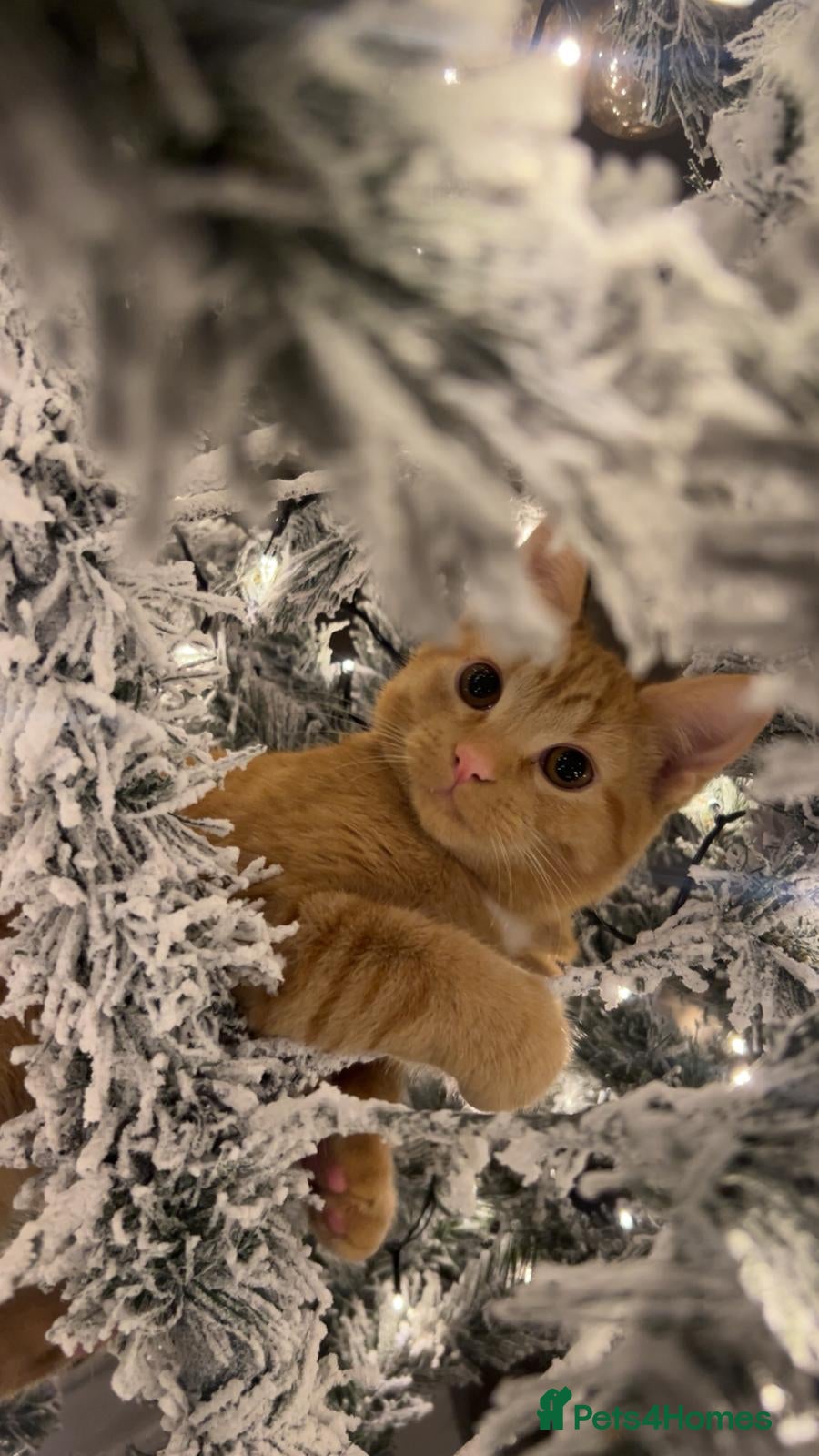 Mixed Breed cats Female and Male - Advert 6